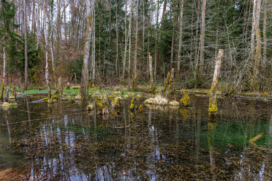Naturbelassener Lebensraum f&uuml;r Amphibien