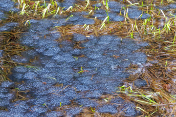 Laichplatz der Grasfr&ouml;sche (Rana temporaria)