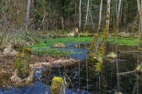 Laichplatz der Grasfr&ouml;sche (Rana temporaria)