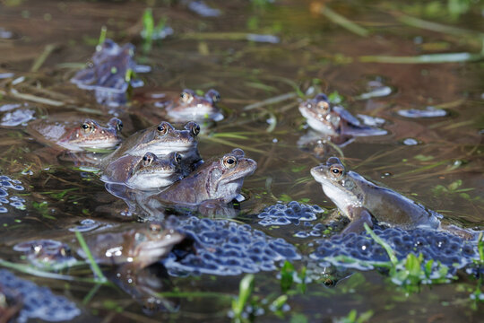Grasfr&ouml;sche (Rana temporaria)