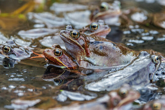 Grasfr&ouml;sche (Rana temporaria), Paarungsverhalten