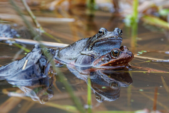 Grasfr&ouml;sche (Rana temporaria), Paarungsverhalten