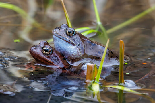 Grasfr&ouml;sche (Rana temporaria), Paarungsverhalten