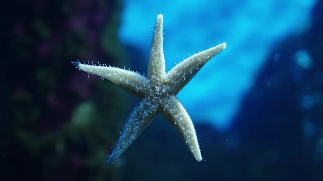 Close-up view of a starfish gliding underwater, showcasing pentaradial symmetry, textured arms, and delicate tube feet against a soft blue ocean backdrop in a serene marine habitat