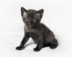 Wild little black cat on white sheet surface.