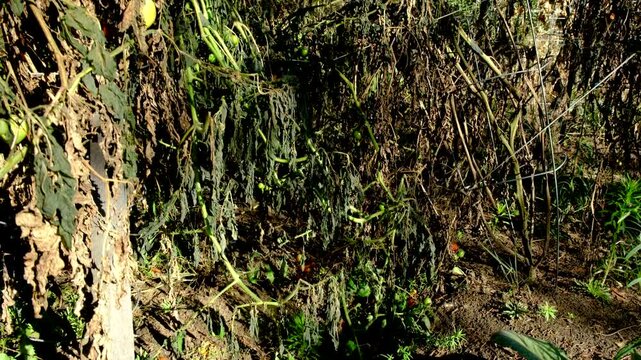 Rising camera revealing cherry tomato plants withered after first frost killed most crops overnight
