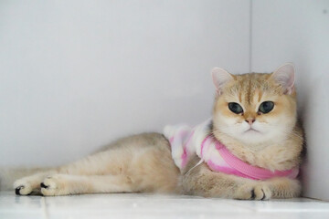 Cute cat lounges comfortably in cozy space, wearing pink outfit. cat fur is soft and fluffy, with striking blue eyes that capture attention