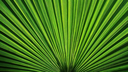 Obraz premium Close-up of a bright green palm leaf, its long leaflets radiating from the center like a fan. Concept Palm leaf close-up, Bright green foliage, Fan-like leaflets, Tropical plant texture