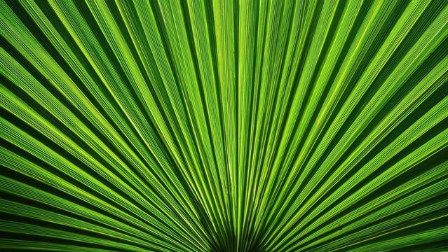 Close-up of a bright green palm leaf, its long leaflets radiating from the center like a fan. Concept Palm leaf close-up, Bright green foliage, Fan-like leaflets, Tropical plant texture