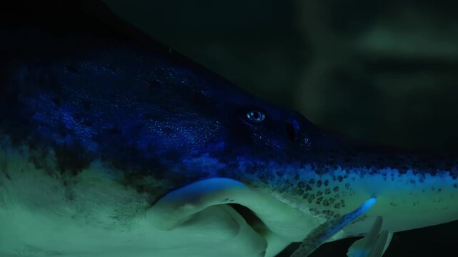 Underwater close-up portrait of a sturgeon with elongated rostrum and delicate barbels, gliding through a deep blue aquarium, revealing textured scales and gill structures.