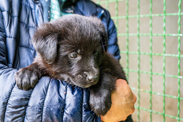 Puppy little dog in hands Black animal pet
