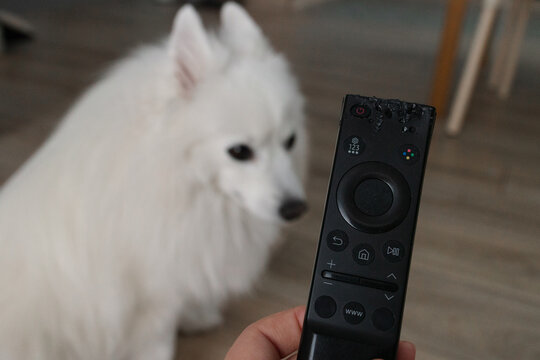 A poorly behaved dog chewed the TV remote control. Education and training concept