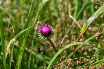 Purple thistle bud growing wild in Gurtnellen field