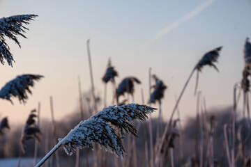 Close up of frosted reeds against a soft pastel sky at sunrise