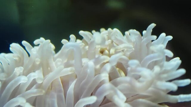 Macro close-up of a translucent sea anemone with rounded white tentacle tips swaying underwater, delicate textures and dreamy bokeh captured in first and last frames of the video.