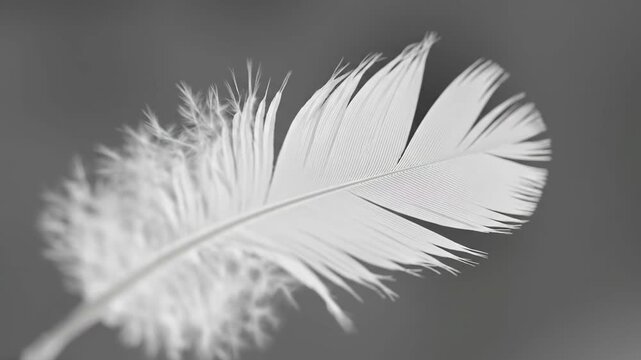 A delicate white feather floats gracefully against a soft grey background Its soft texture and intricate details are highlighted A symbol of lightness and freedom
