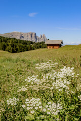 Mountain cabin in front of the peaks of the Schlern on the Seiser Alm, Dolomites, South Tyrol, Italy.