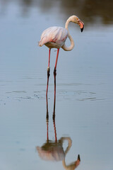 Greater flamingo (Phoenicopterus roseus) standing in the shallow water of a lagoon in the Camargue, France.