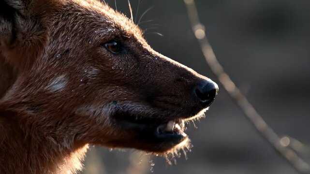 A close up profile of a dhole s head bathed in warm sunlight its eyes are closed conveying a sense of peace and calm in its natural habitat