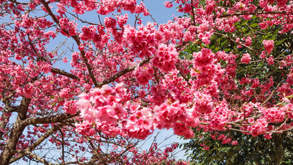 Beautiful flowers blooming in garden.colorful vintage