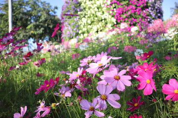 Beautiful flowers blooming in garden.colorful vintage
