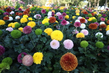 Beautiful flowers blooming in garden.colorful vintage