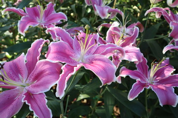 Beautiful flowers blooming in garden.colorful vintage