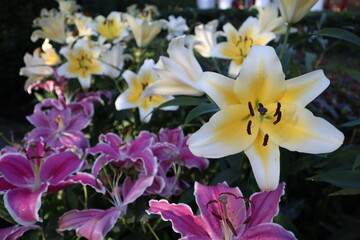 Fototapete bei efototapeten.de bestellen   