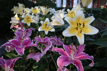 Fototapete bei efototapeten.de bestellen   