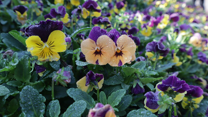 Fototapete bei efototapeten.de bestellen   