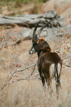 Sable antelope stands in dry grass near trees in Kruger National Park