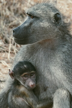 Mother baboon keeps watch while holding baby baboon close
