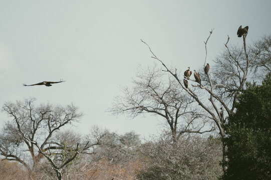 Vultures gather in trees while one bird flies overhead
