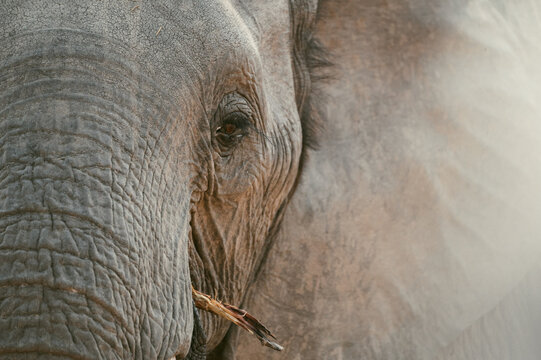 Close-up view of an elephant eating at Kruger National Park
