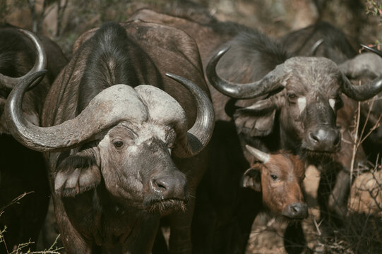 Wild cape buffalo herd grazes in dry landscape during early morning