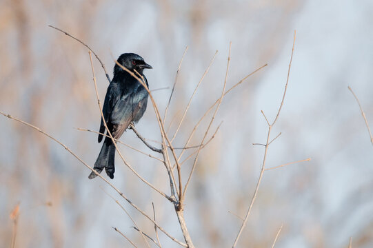 Fork-tailed drongo bird sits on a bare twig in Kruger National Park