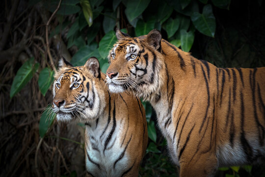 Two Asian tigers are resting in their natural habitat.