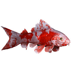 Gold Fish Aquarium Decorative Pet