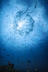 Breathtaking Vortex of Giant Silver Barracuda Fish School Twisting Swirling Circular Vortex Openwater Ocean Deep Blue Underwater Andaman Sea Crystal Clear Saltwater Silhouette in Circle Tornado Motion © Puff Puff Snap