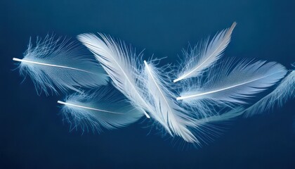 Fototapeta premium Floating White Feathers on a Deep Blue Background - Serenity and Lightness.