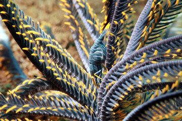 Snapping Crinoid Shrimp in the ocean