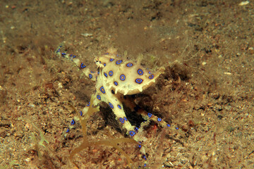 Blue ringed octopus swimming between corals