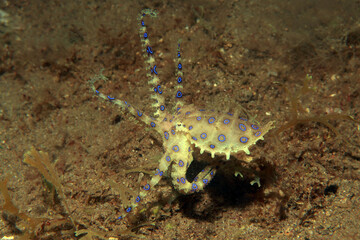 Blue ringed octopus swimming between corals