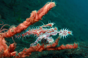 Harlequin (Ornate) Ghostpipefish (Solenostomus paradoxus)