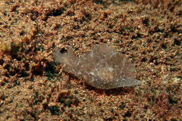 Aplysia oculifera is a species of gastropod belonging to the family Aplysiidae