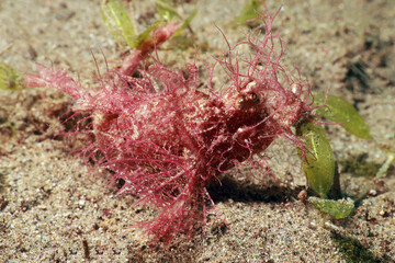 Ambon scorpionfish  latin name is Pteroidichthys amboinensis