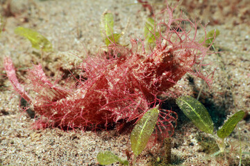 Ambon scorpionfish  latin name is Pteroidichthys amboinensis