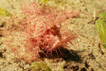 Ambon scorpionfish  latin name is Pteroidichthys amboinensis