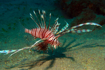 Lionfish (genus Pterois) are venomous, ornate marine fish native to the Indo-Pacific, known for their distinctive red or black stripes, large pectoral fins, and venomous dorsal spines