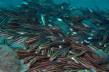 striped eel catfish (Plotosus lineatus)